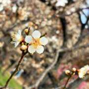 ともか 春になったかしら 千葉松戸ちゃんこ