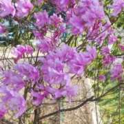 しのぶ しのぶです 豊満熟女