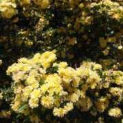 しのぶ しのぶです 豊満熟女