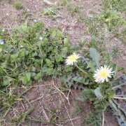 ヒメ日記 2026/04/04 10:20 投稿 しのぶ 豊満熟女