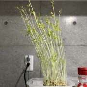 ヒメ日記 2026/03/04 01:56 投稿 カヤ LOVE(小名浜)