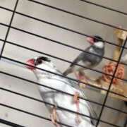 ヒメ日記 2026/01/07 17:04 投稿 白雪ここ 制服×コスプレ アオハルスイッチ