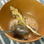 ヒメ日記 2026/03/18 18:59 投稿 白雪ここ 制服×コスプレ アオハルスイッチ