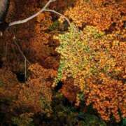 ヒメ日記 2025/11/27 18:31 投稿 奥≫夢風まみや 不倫商事多治見営業所