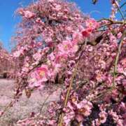 ヒメ日記 2026/03/06 07:01 投稿 奥≫夢風まみや 不倫商事 多治見本店