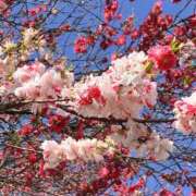 ヒメ日記 2026/04/13 12:02 投稿 奥≫夢風まみや 不倫商事 多治見本店