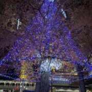 ヒメ日記 2025/12/16 07:23 投稿 つぐみ 熟女総本店 堺東店