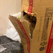 まゆの かくれんぼ🐈 ハピネス東京