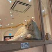 ヒメ日記 2025/12/07 12:47 投稿 まゆの ハピネス東京