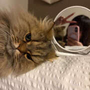 ヒメ日記 2025/12/11 18:07 投稿 まゆの ハピネス東京