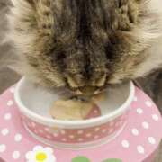 ヒメ日記 2025/12/14 14:17 投稿 まゆの ハピネス東京