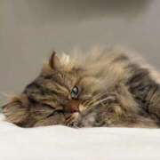 ヒメ日記 2026/01/16 19:47 投稿 まゆの ハピネス東京