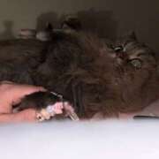 ヒメ日記 2026/03/06 10:49 投稿 まゆの ハピネス東京