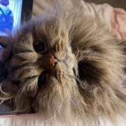 ヒメ日記 2026/03/07 20:07 投稿 まゆの ハピネス東京