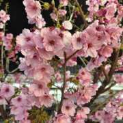 ヒメ日記 2026/03/19 08:07 投稿 まゆの ハピネス東京