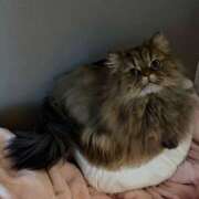 ヒメ日記 2026/03/20 12:47 投稿 まゆの ハピネス東京