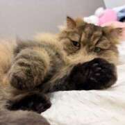 ヒメ日記 2026/04/06 11:37 投稿 まゆの ハピネス東京