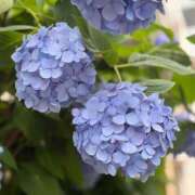 ヒメ日記 2026/06/12 09:40 投稿 まゆの ハピネス東京