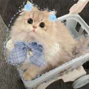 ヒメ日記 2025/10/26 22:33 投稿 あず【高学歴清楚大学生】 STELLA TOKYO－ステラトウキョウ－