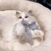 あず【高学歴清楚大学生】 次回5日です(*´꒳`*) STELLA TOKYO－ステラトウキョウ－