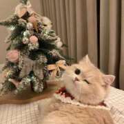 ヒメ日記 2025/12/14 04:06 投稿 あず【高学歴清楚大学生】 STELLA TOKYO－ステラトウキョウ－