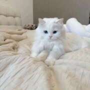 ヒメ日記 2025/12/26 22:13 投稿 あず【高学歴清楚大学生】 STELLA TOKYO－ステラトウキョウ－