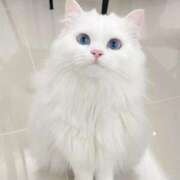 ヒメ日記 2026/01/02 21:02 投稿 あず【高学歴清楚大学生】 STELLA TOKYO－ステラトウキョウ－