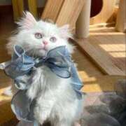 あず【高学歴清楚大学生】 ありがとでした🫶🏻 STELLA TOKYO－ステラトウキョウ－