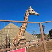 ヒメ日記 2025/10/26 12:55 投稿 上村まいあ メイドin中野（東京ハレ系）