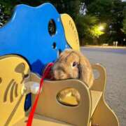 ヒメ日記 2025/10/27 06:30 投稿 上村まいあ メイドin中野（東京ハレ系）