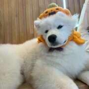 ヒメ日記 2025/10/28 21:07 投稿 上村まいあ メイドin中野（東京ハレ系）