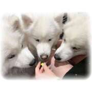 ヒメ日記 2026/03/15 09:12 投稿 なの　絶対的アイドル AROMA FACE NAKASU