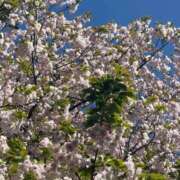 えな 葉桜🍃🌸 品川ハイブリッドマッサージ