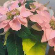 春乃/はるの 今週出勤します♡ ANEJE～アネージュ池袋～(ユメオト)