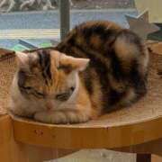 まる ♡猫カフェ♡ ぐっすり山田 横浜店