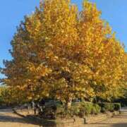 はつね 体調悪くお休みします。 即アポマダム～名古屋店～