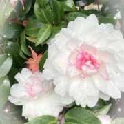 ヒメ日記 2025/12/12 10:27 投稿 ここあ 熟女総本店