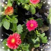 ヒメ日記 2026/02/25 16:52 投稿 ここあ 熟女総本店