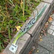 ヒメ日記 2025/11/27 17:49 投稿 はな 人妻本舗愛のしずく名古屋店