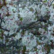 ヒメ日記 2026/03/30 15:29 投稿 ちか　最上級のキレイ系美妻 CELEB FACE NAKASU