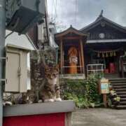 ヒメ日記 2025/11/08 17:59 投稿 ゆか　上品なエレガント美妻 CELEB FACE NAKASU