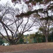 れい 訂正 那珂川角海老