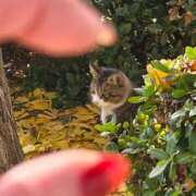 ヒメ日記 2025/12/11 14:16 投稿 押切　あかね ベルサイユの薔薇