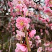 ヒメ日記 2026/03/16 14:19 投稿 瀬戸内つむぎ【業界未経験】 素人専門　街角レディ