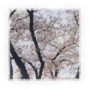 ヒメ日記 2026/04/01 12:50 投稿 白鷹こより【優等生】 素人専門　街角レディ