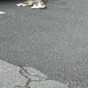 ヒメ日記 2025/11/18 19:33 投稿 清音わかば【業界未経験】 素人専門　街角レディ