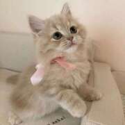 ヒメ日記 2026/03/08 14:10 投稿 宮崎みれい【優等生】 素人専門　街角レディ