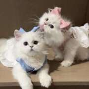 ヒメ日記 2026/04/04 14:20 投稿 宮崎みれい【優等生】 素人専門　街角レディ