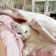 ヒメ日記 2026/04/13 12:40 投稿 宮崎みれい【優等生】 素人専門　街角レディ