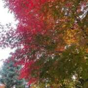 ヒメ日記 2025/11/30 17:48 投稿 愛知ゆうな【優等生】 素人専門　街角レディ